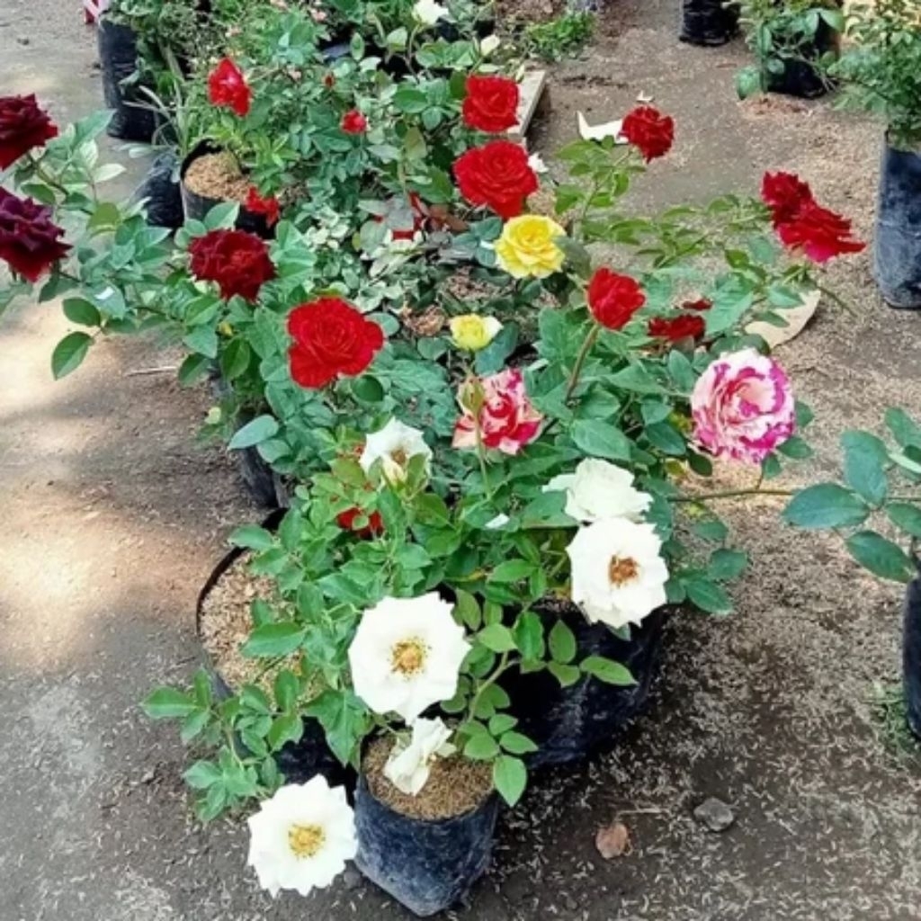 Bibit Bunga Mawar Import (Sudah Berbunga)