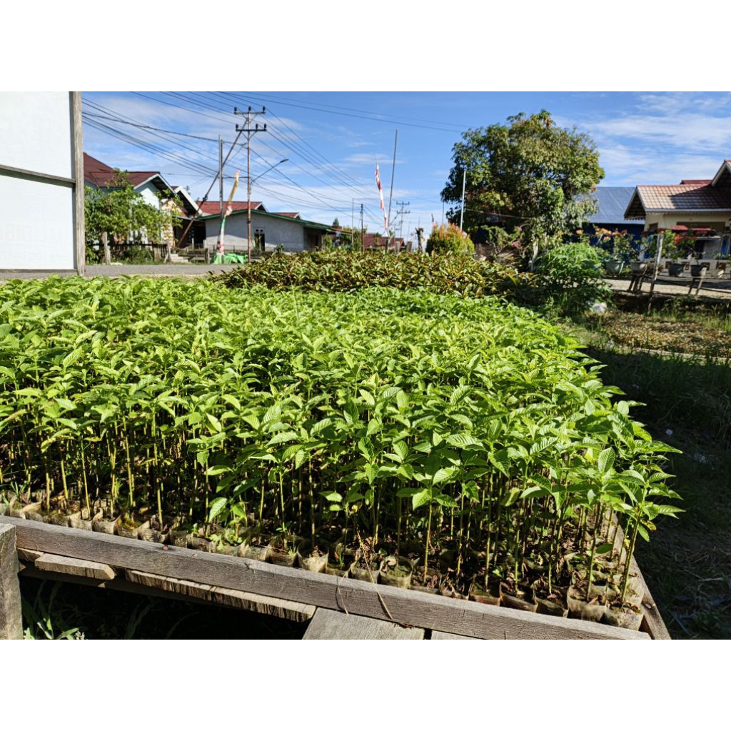 BIBIT TEH HERBAL PRIKK SUPER HIJAU