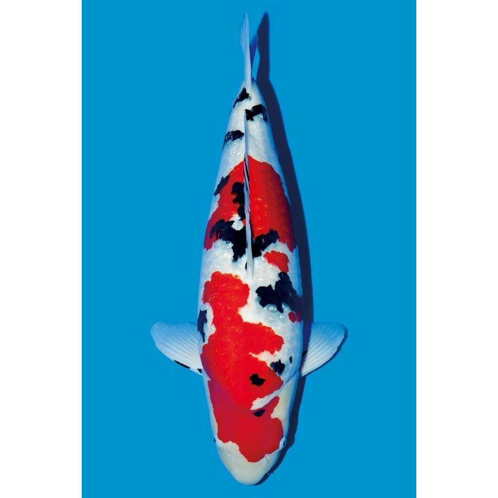 Koi Sanke 20cm
