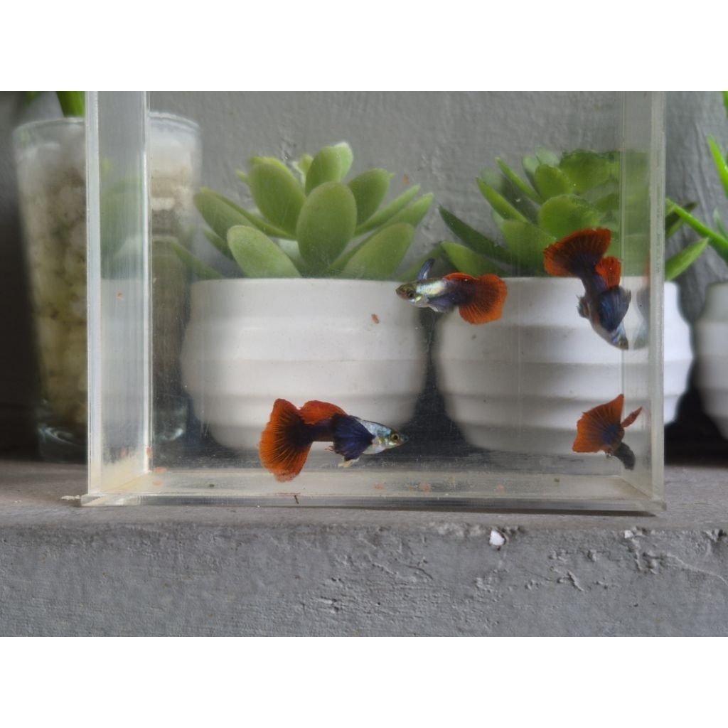 Stiker Guppy PRTDE Gen HM Siap Breeding Grade A