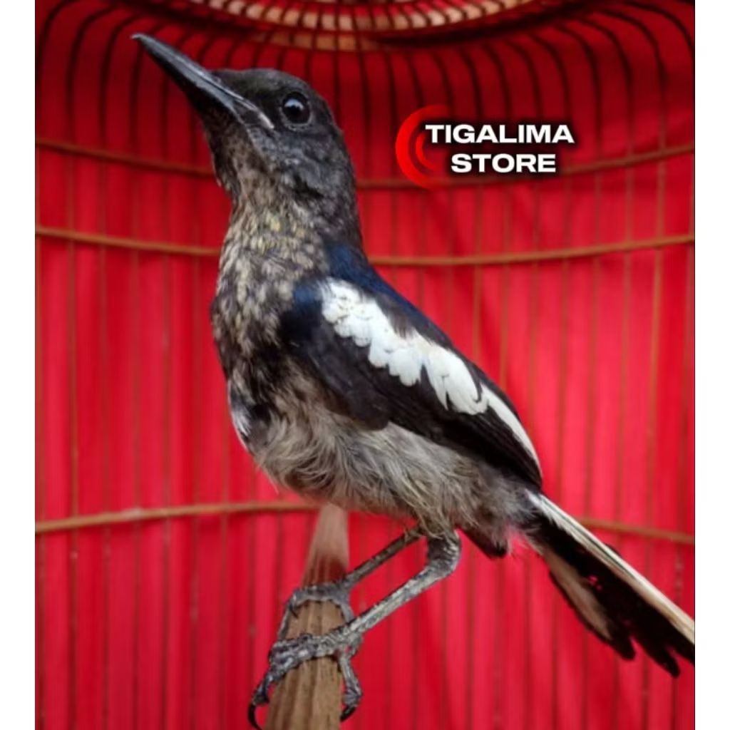 BURUNG KACER TROTOL JANTAN PARUH TEBAL