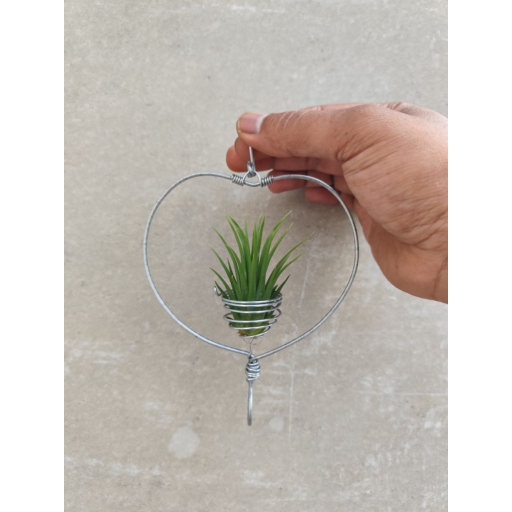 gantungan tanaman hias tillandsia bentuk love