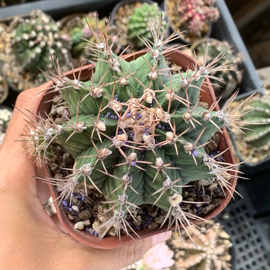 51p Gymnocalycium lb Hybrid jumbo cluster gymno miha mihanovichi jumbo kaktus tanaman hias hidup gur