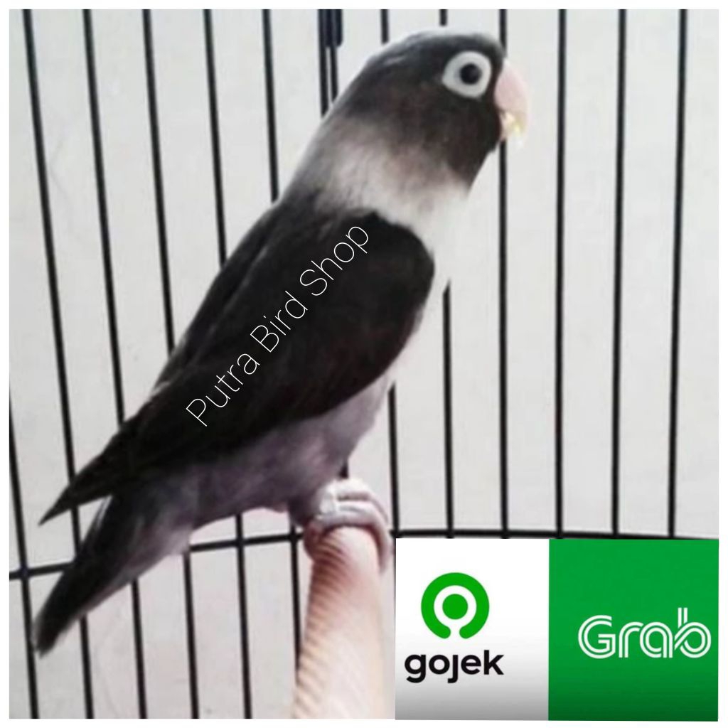 Love Bird Batman Dewasa siap ternak