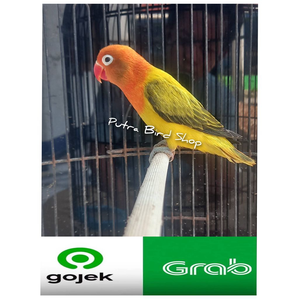 Love Bird Ewing Gold Paud/Balibu