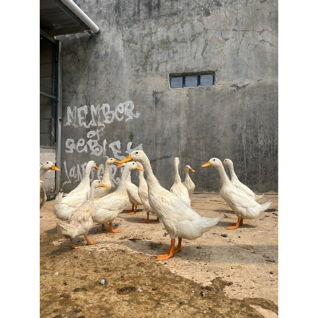 Bebek Peking Hidup