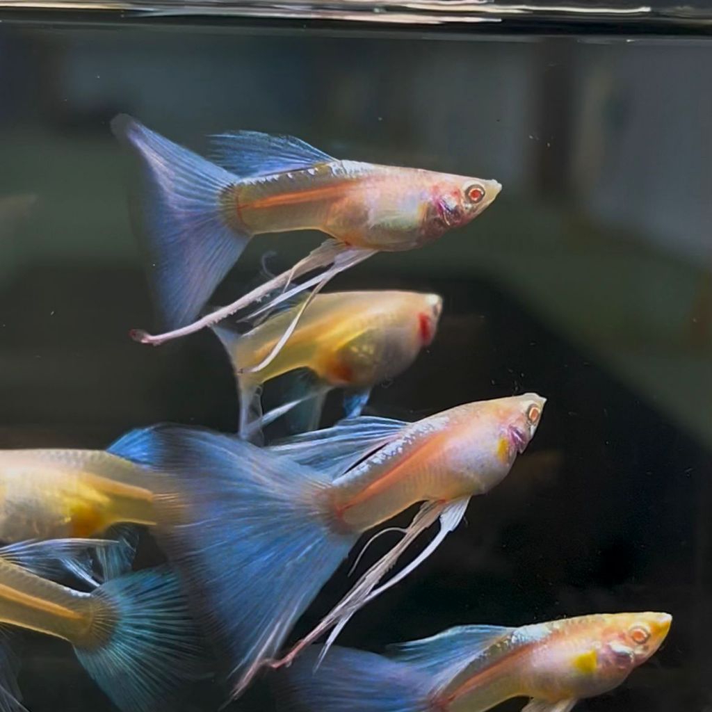 guppy sky blue ribbon