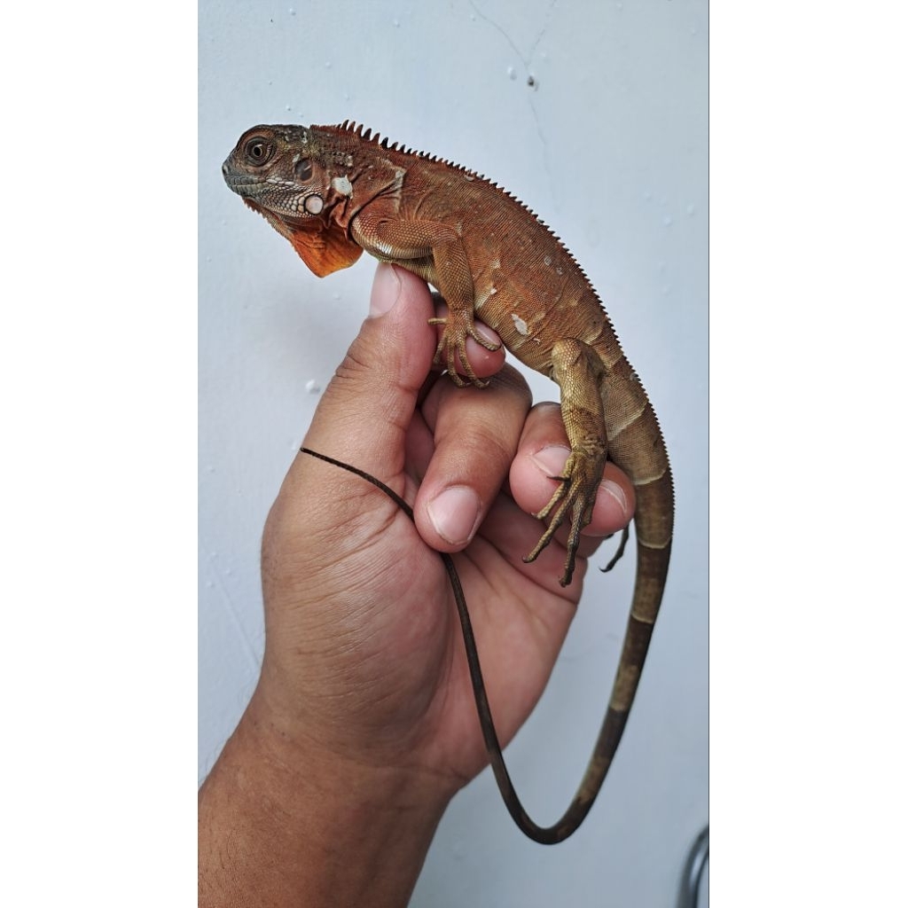 MAINAN SUPER RED IGUANA