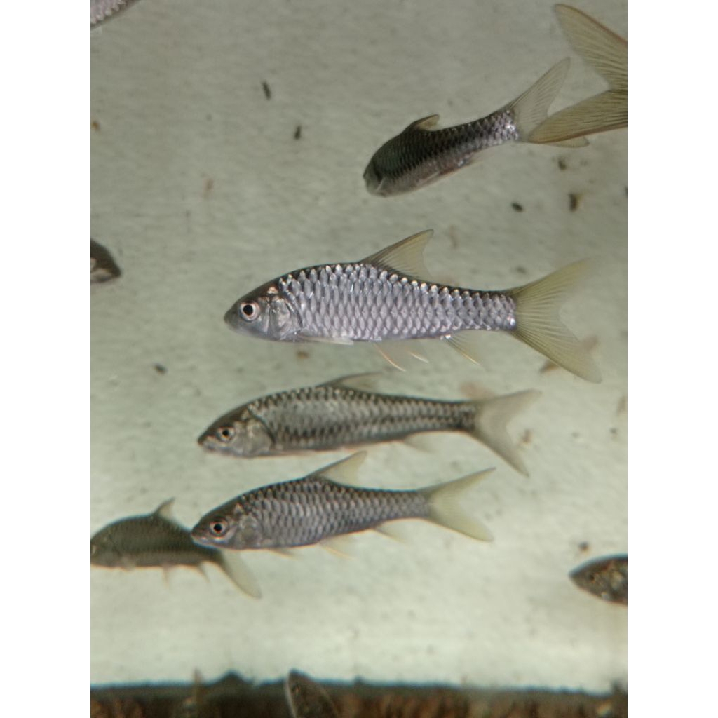 Tor tambroides