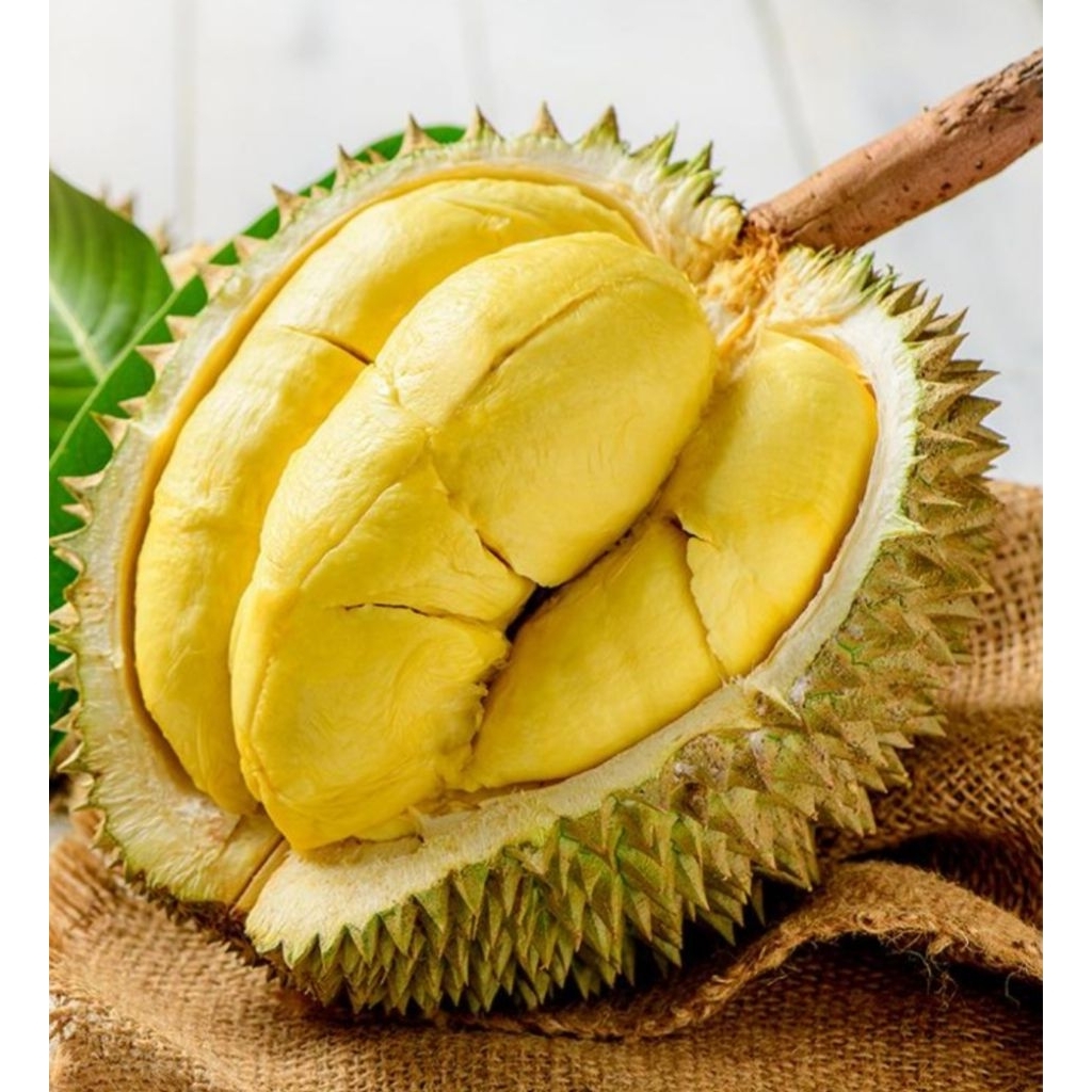 durian Pair andrao wc 8-9 cm