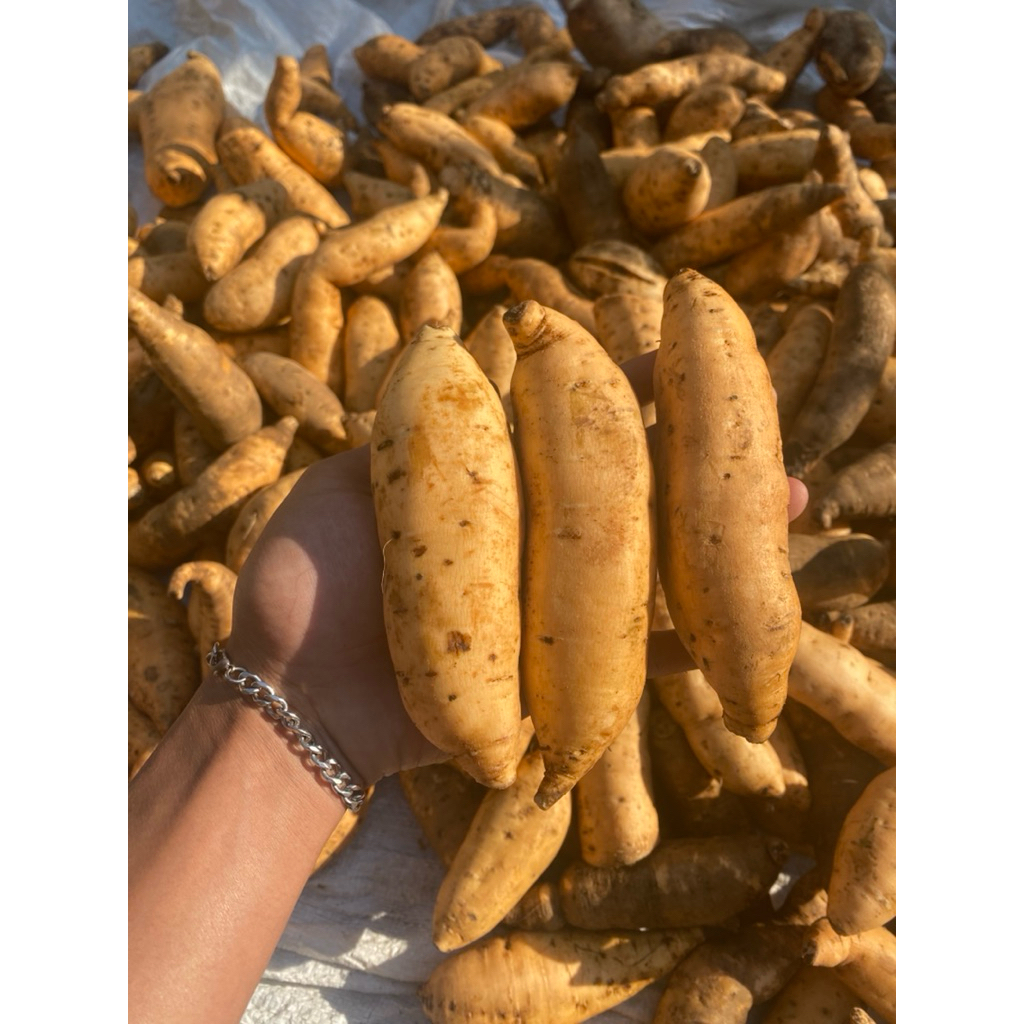 Ubi Cilembu Madu Sultan Simanis Legit Bersih 1Kg Ukuran (Ares Beuneur) Isi Banyak 10-14 Cocok Buat D