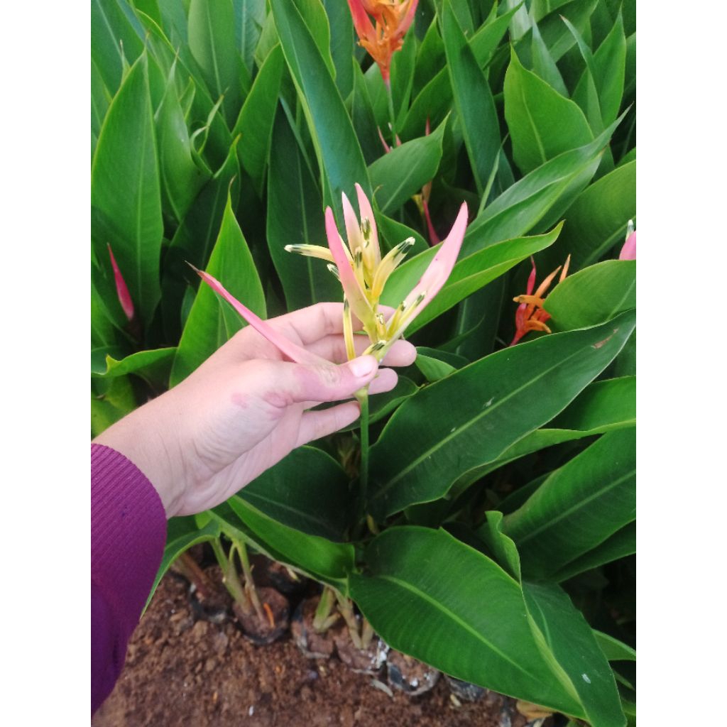 Tanaman hias heliconia bunga pink tinggi 80/100cm