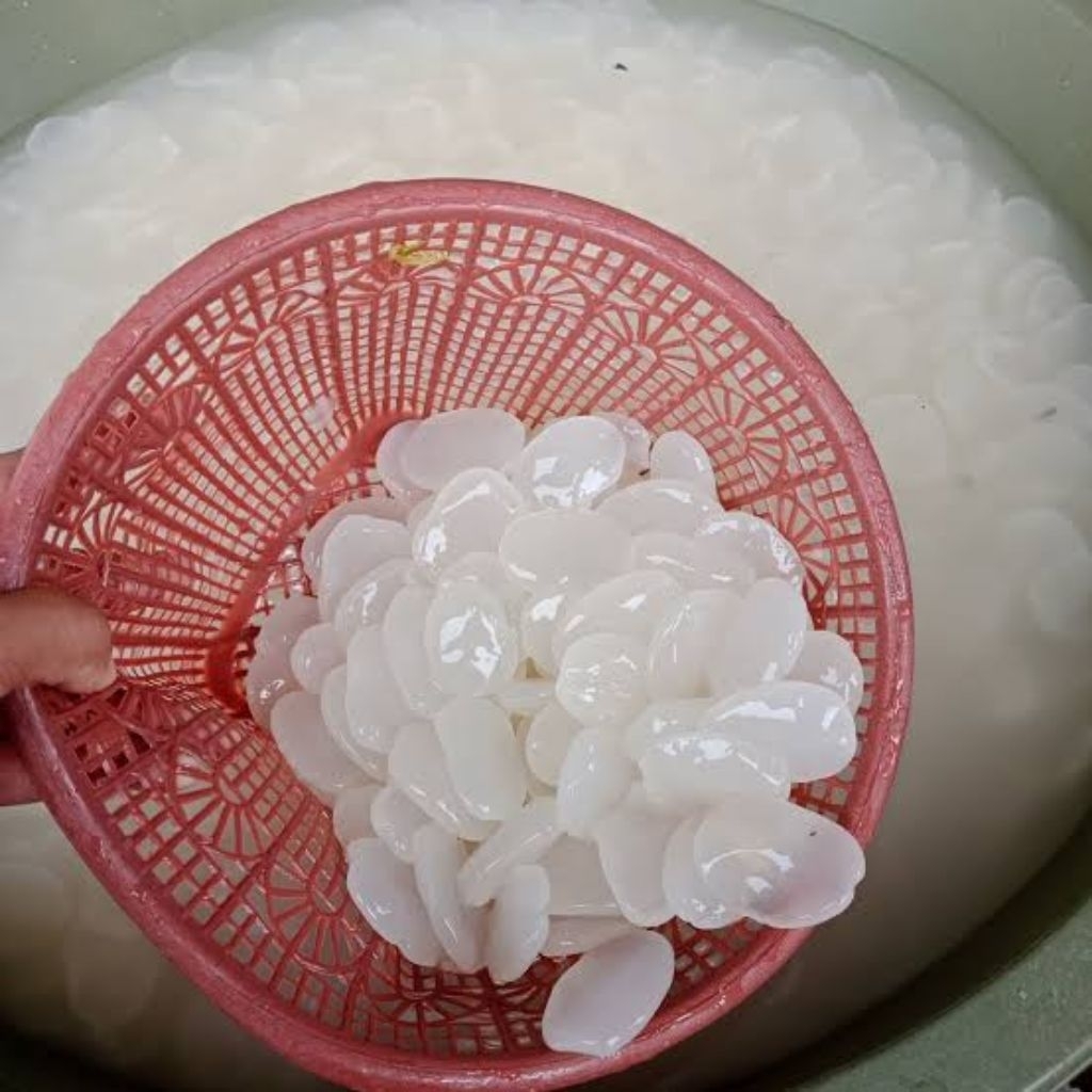 Kolang Kaling Mentah 1kg Premium Kolang Kaling Premium