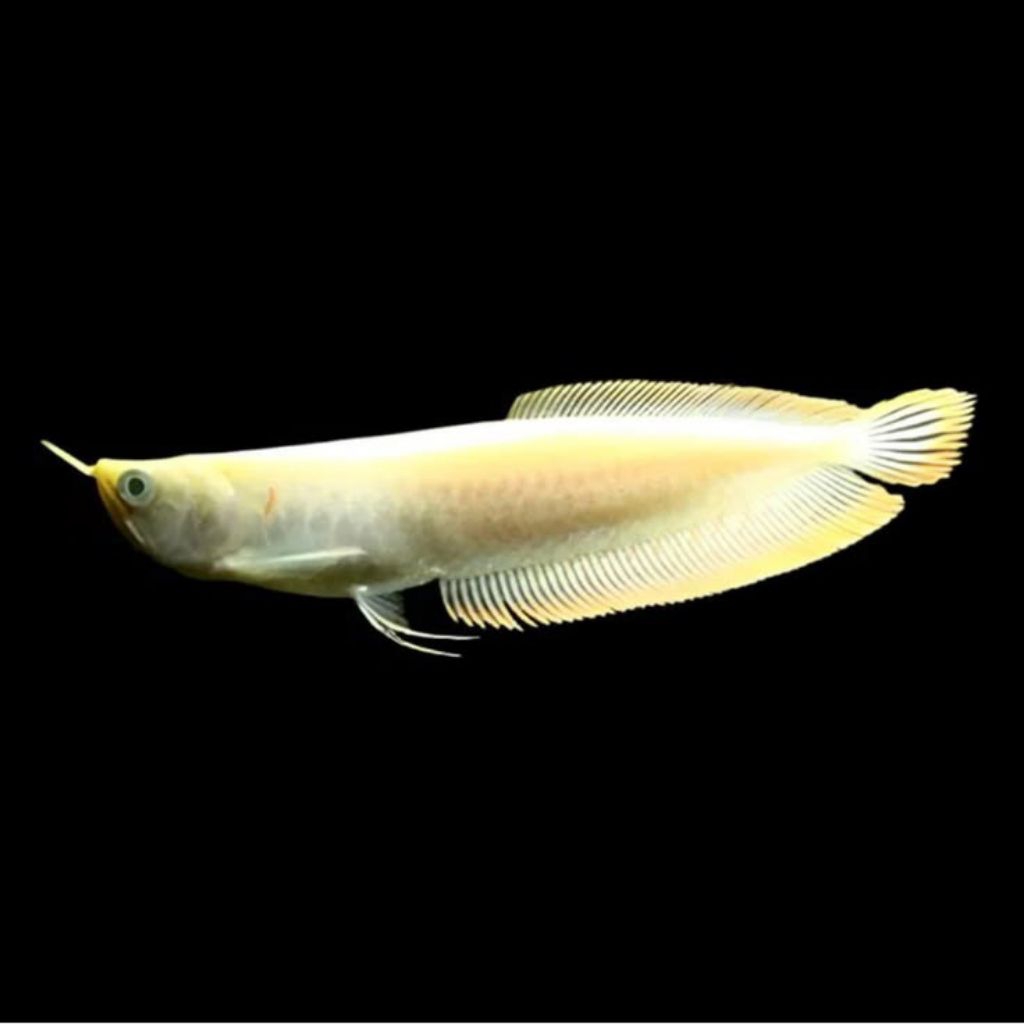 ARWANA SILVER ALBINO