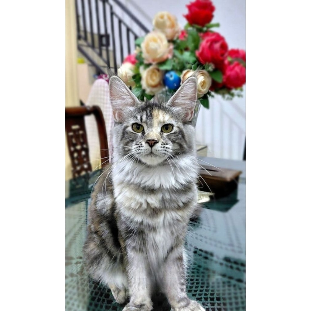 mainecoon betina