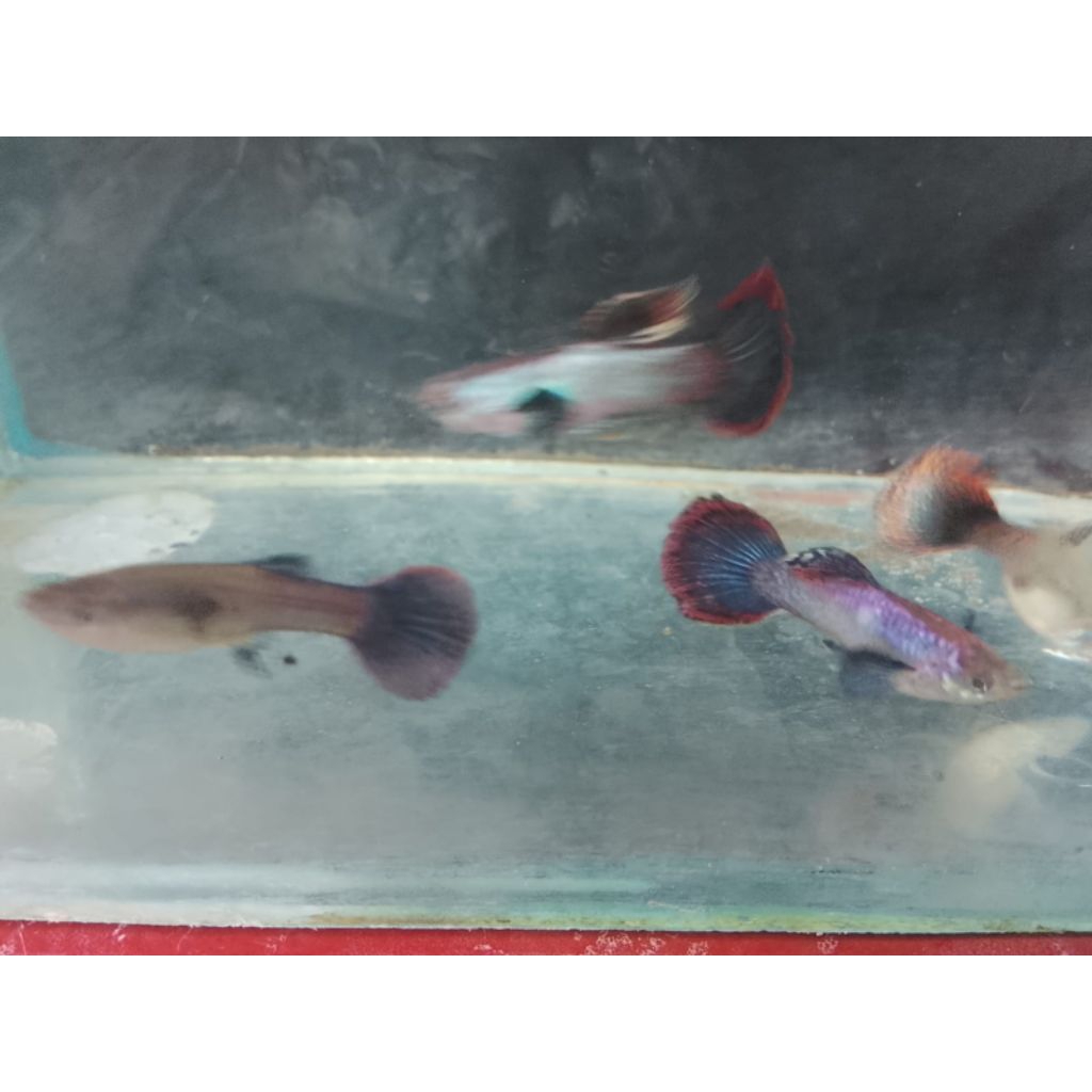 Hiasan Aquarium Guppy pink magenta