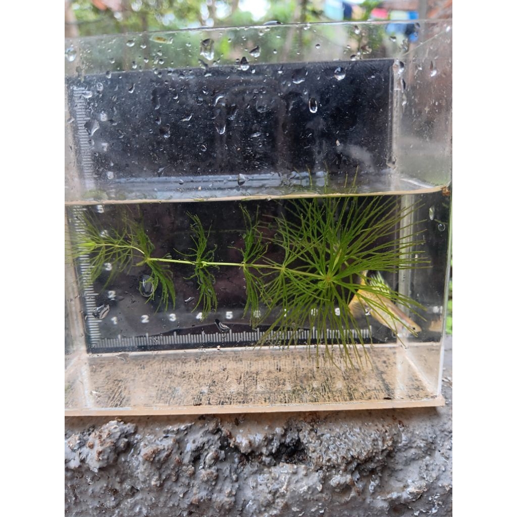 ikan Guppy Yellow cobra