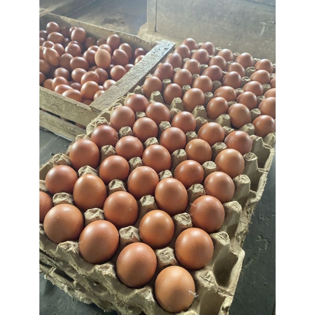 telur ayam negri 1kg besar & fresh (seberang ulu)