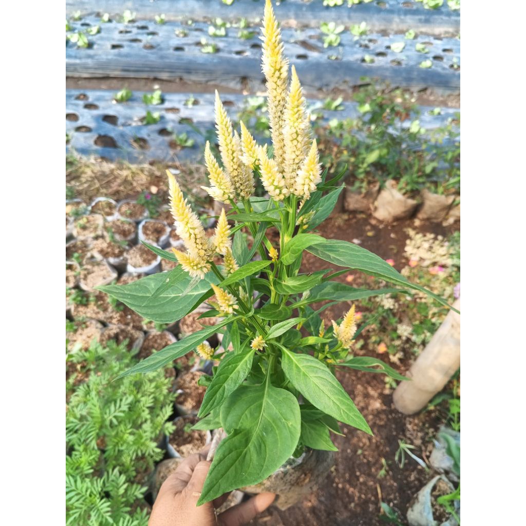 tanaman bunga celosia