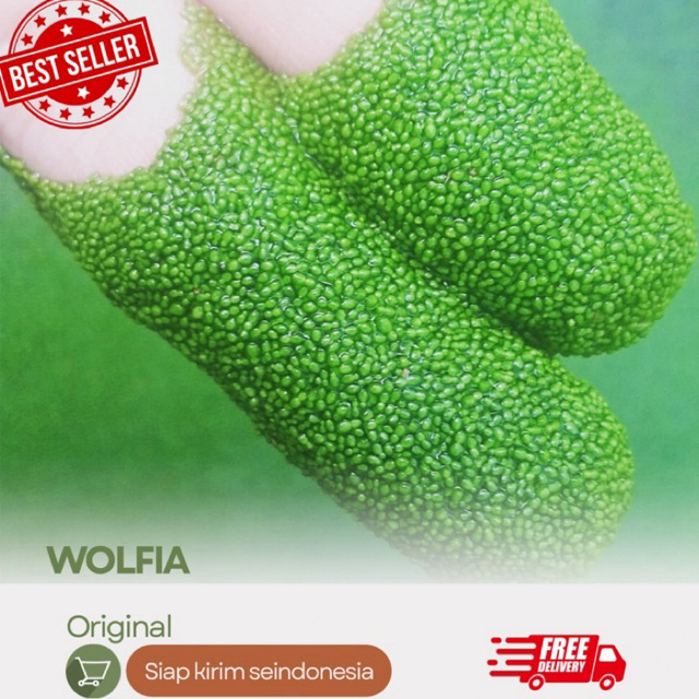 Bibit Wolffia