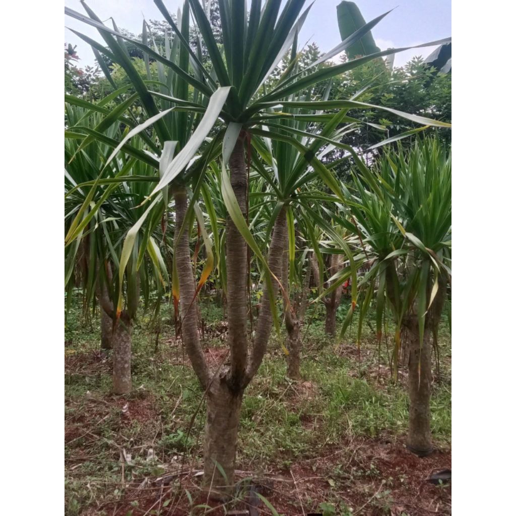 Tanaman pandan bali bercabang 3// Tinggi kisaran 1 m -1, 5 m//Pohon Taman