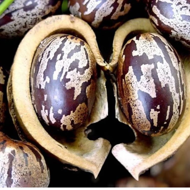 Promo Biji Karet 50 Biji Cocok Untuk Aduan Dan Kerajinan Seni COD