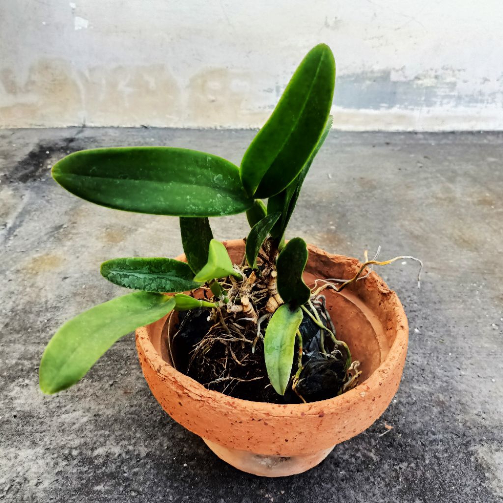 Anggrek Cattleya Mantini dewasa bunga ungu besar wangi kode A