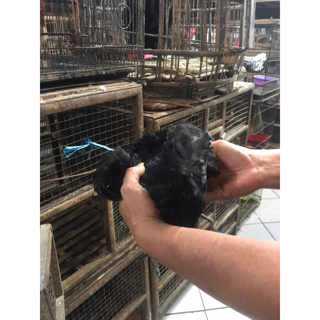 ayam cemani