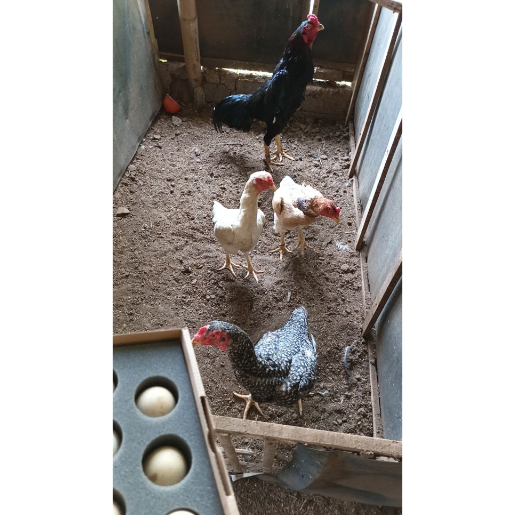 TELUR FERTIL OSHAMO
