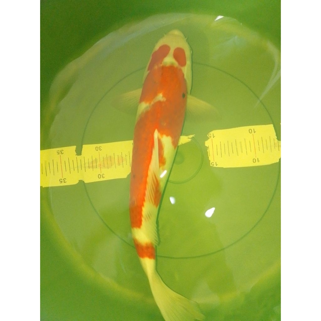 Ikan koi jenis Ai Goromo 38cm High Quality