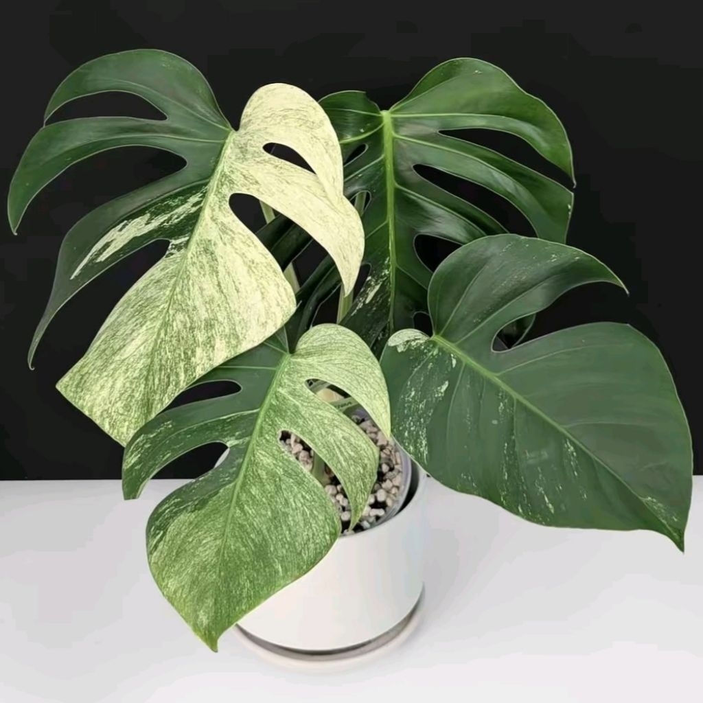Monstera jungle mint / monstera mint ekonomis / monstera variegata jungle mint ori