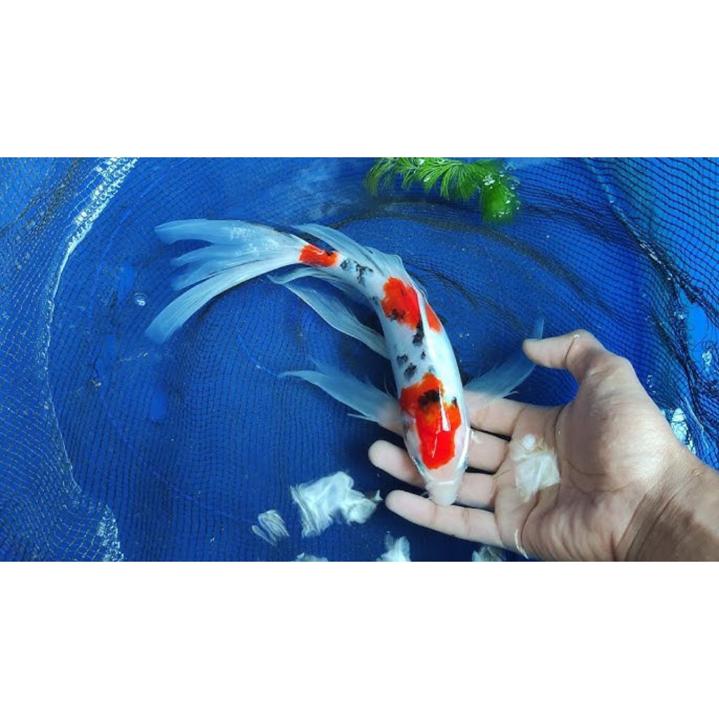 koi kahaku sanke slayer kumpay 10-12 cm perhiasan aquarium dan kolam