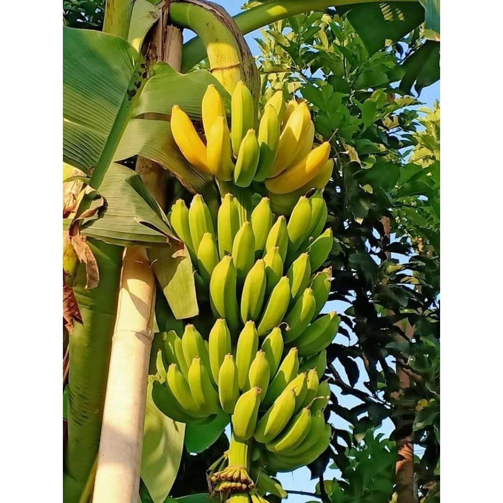 Buah pisang Raja bulu 1 tandan
