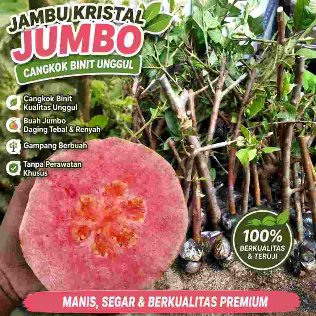 Bibit Jambu Kristal Jumbo Cangkok