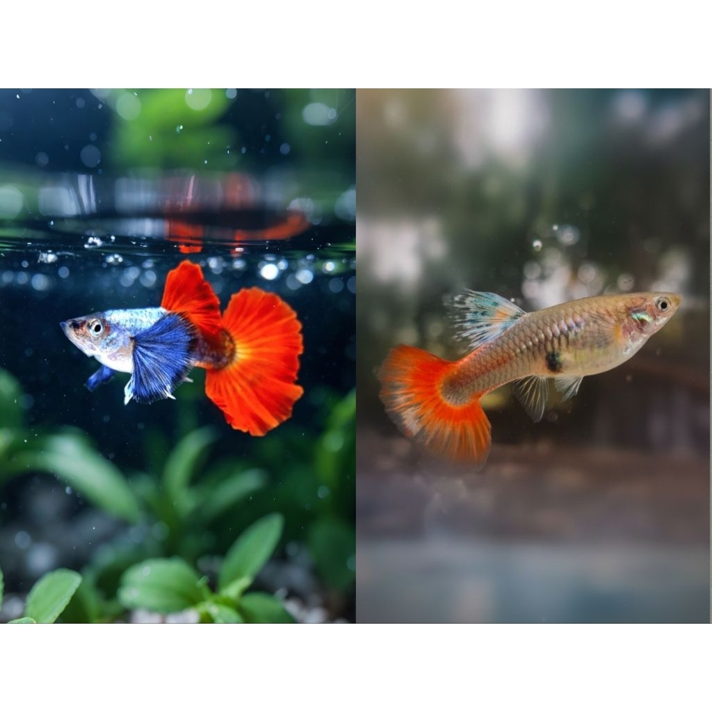 Ikan hias Aquascape PRTDE Pair/ Ikan hias Aquascape Platinum Red Tail Dumbo Ear Pasangan (Jantan dan