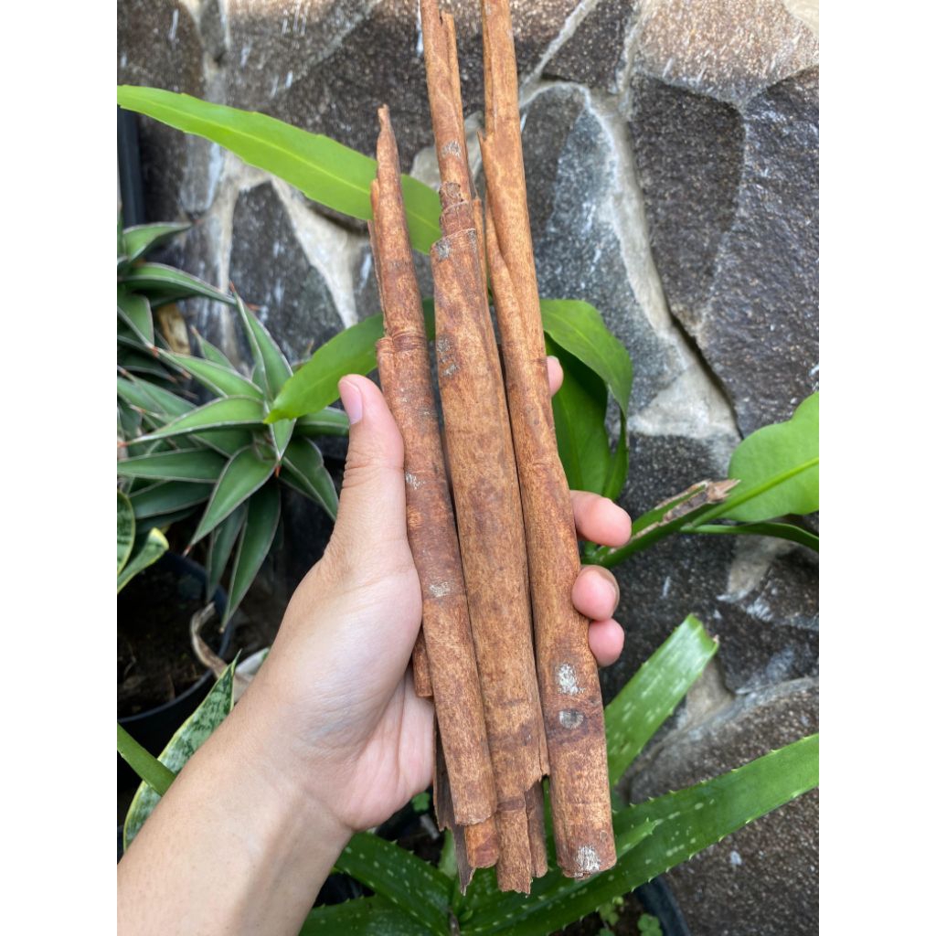 KAYU MANIS BATANG / 50gr 100gr kayu manis batang / 100% asli kayu manis