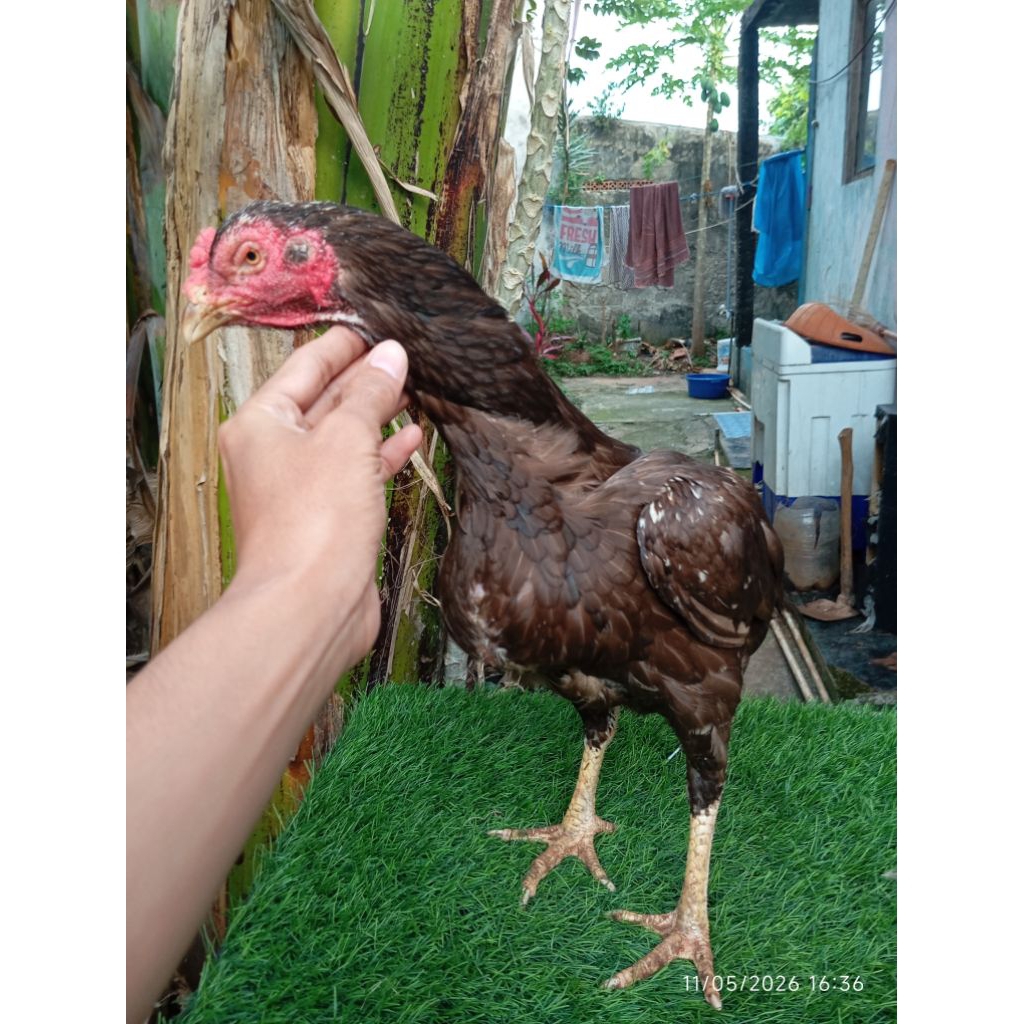 Ayam Bangkok Selatan Indukan Super Big-Sudah Produksi