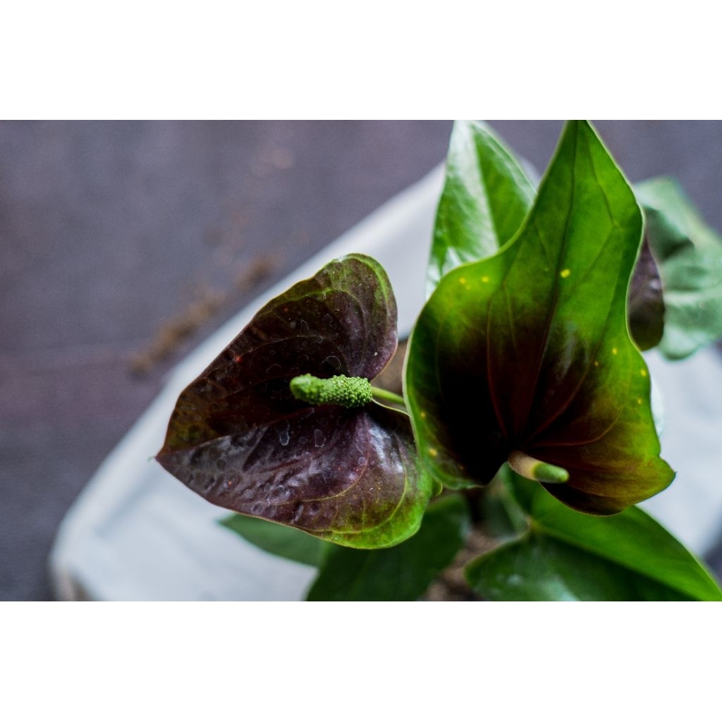 Anthurium hybrid Black Presiden