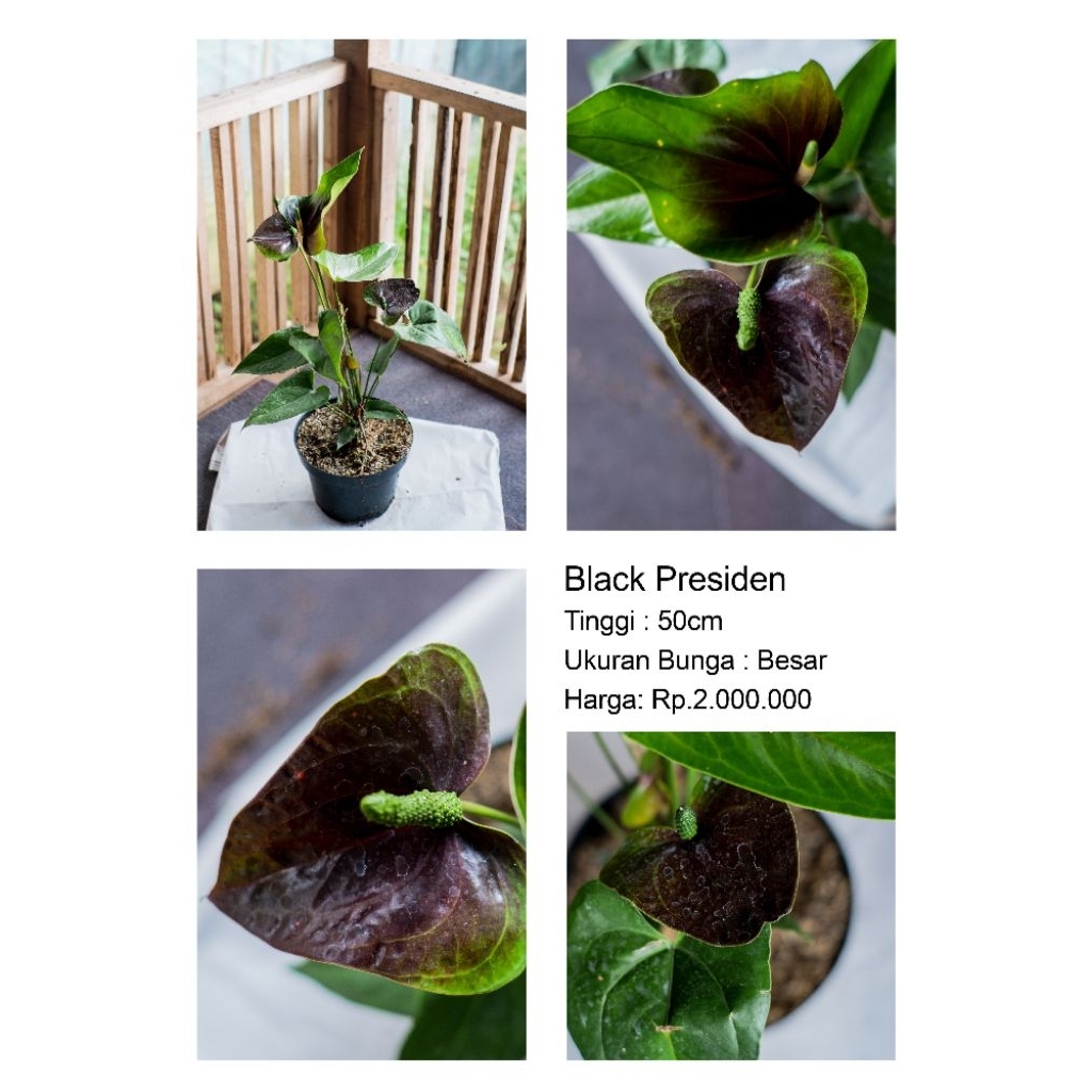 Anthurium hybrid Black Presiden