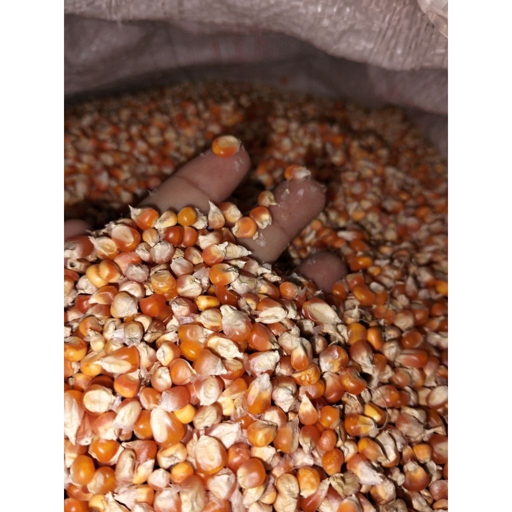 Jagung kecil jagung merpati jagung manok
