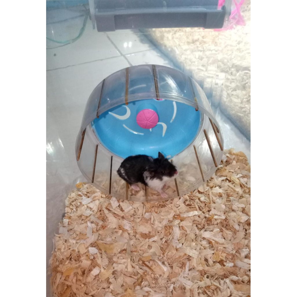 Hamster Cambel Panda