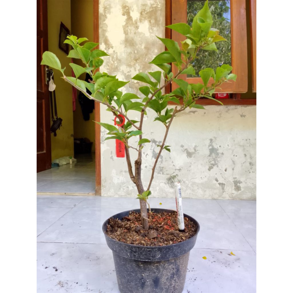BUGENVIL SUFIA INDIANA