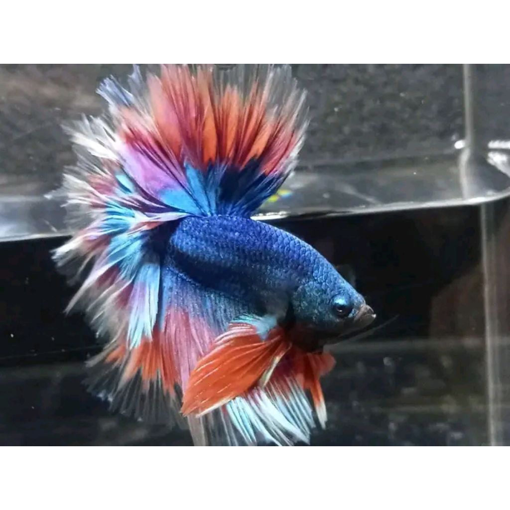 Betta