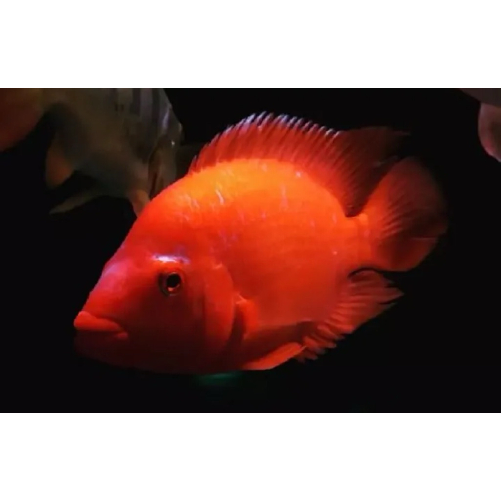 Red devil cichlid fish 10cm
