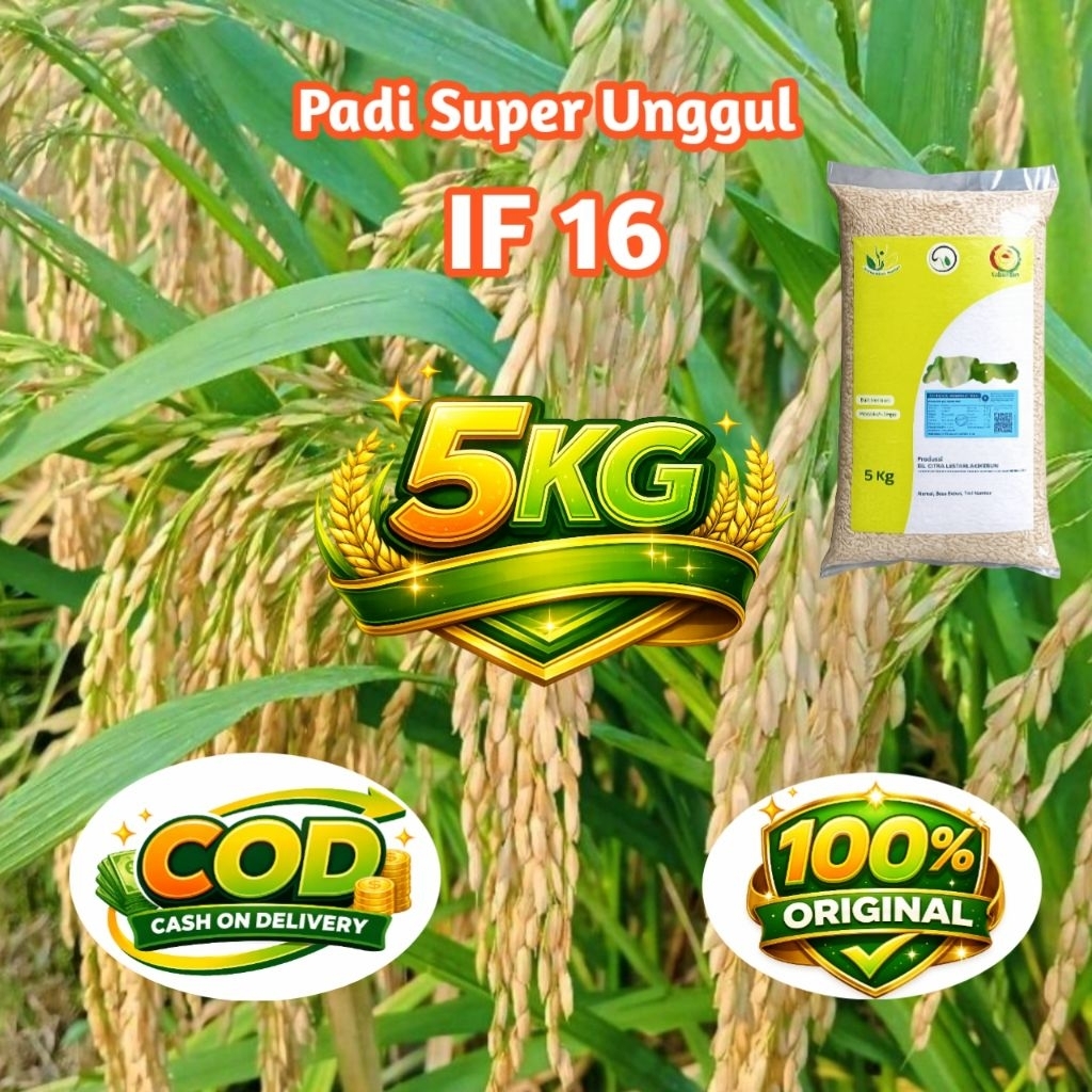 Benih bibit padi unggul IF 16 5kg berkualitas tinggi potensi maximal