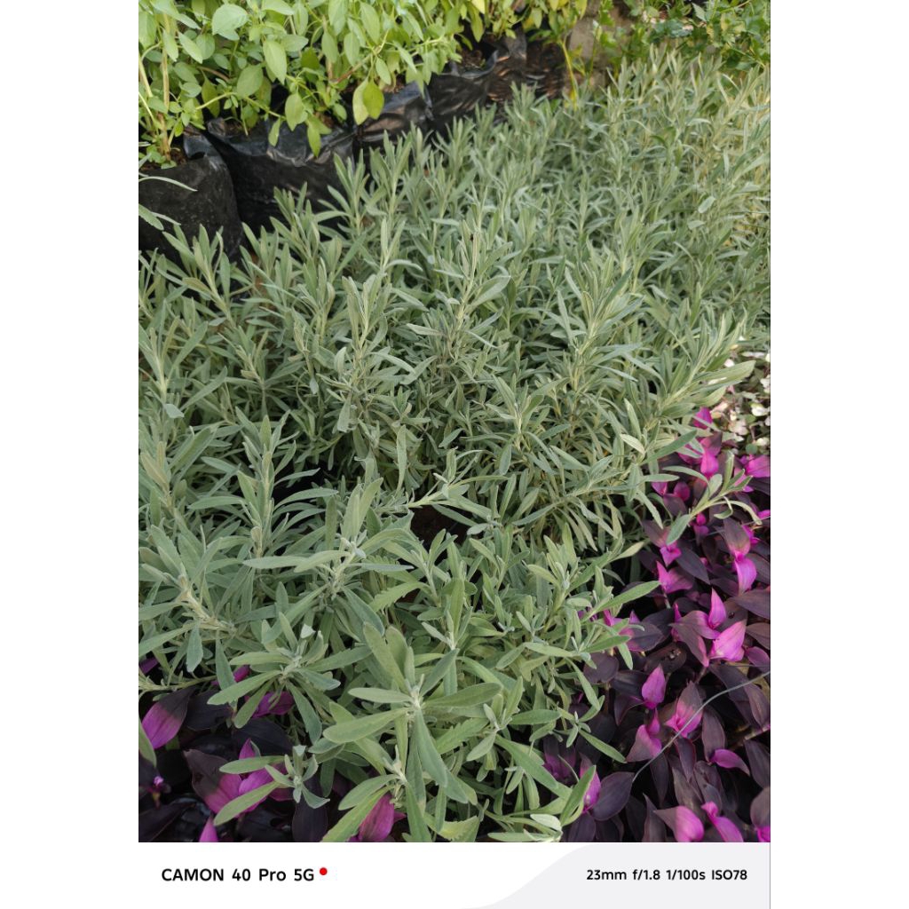 LAVENDER ASLI