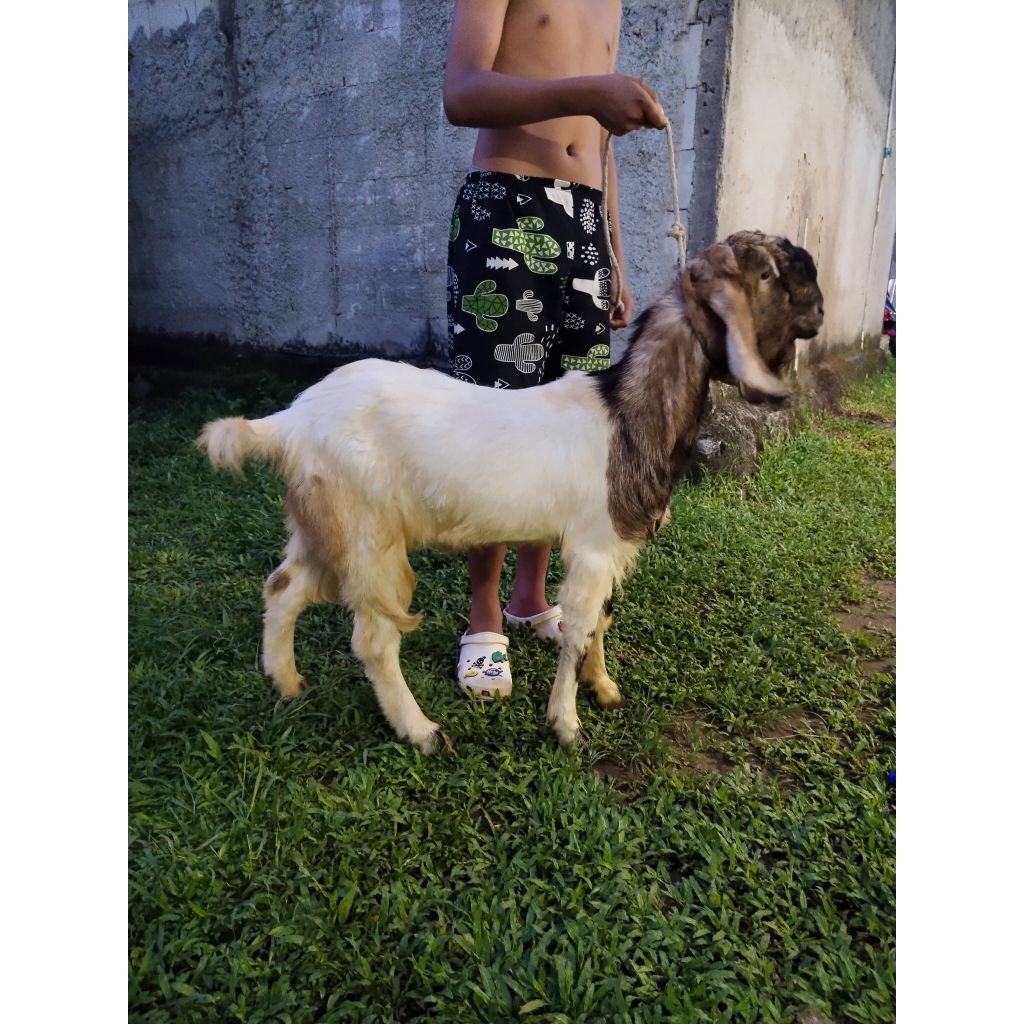 kambing kurban ekonomis sehat