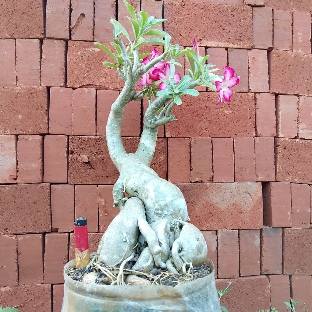 Adenium bonggol jumbo | Bonsai kamboja Jepang real pict