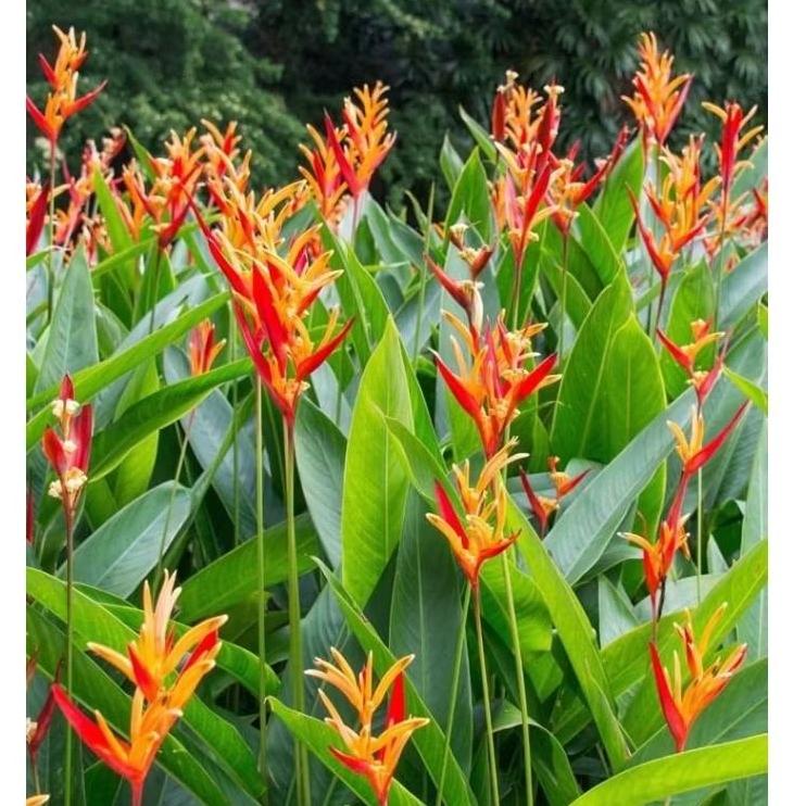 Tanaman Hias pisang heliconia/ Plants heliconia