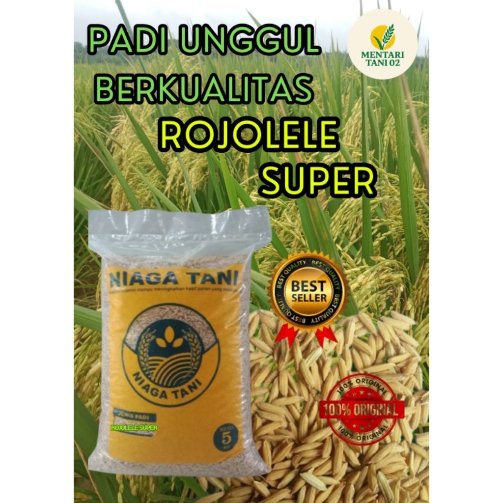 benih padi unggul berkualitas rojolele super 5kg